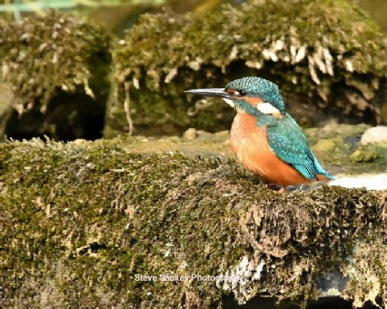 See kingfishers from The Studio window